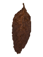 maduro cigar wrappers from CT broadleaf tobacco leaves