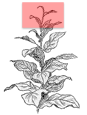 Maduro Leaves Growing on a Tobacco Leaf Plant Location of Maduro Tobacco Leaves on CT Broadleaf Tobacco Plant