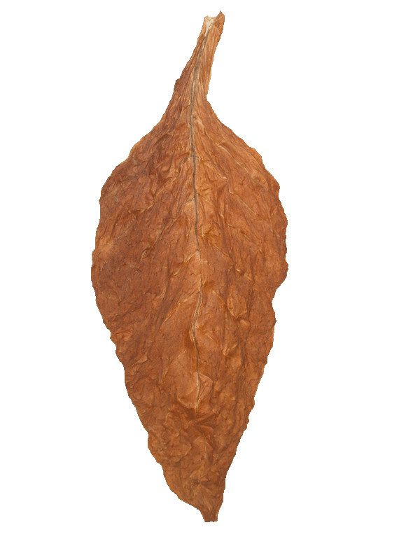 2013 Fronto Leaf - High Quality Dark Air Cured Fronto Tobacco Leaves for Sale Online at LeafOnly.com