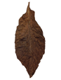Buy Whole Leaf Cigar Wrapper Tobacco Leaves. PA Oscuro Cigar Wrapper.