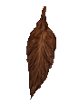 Buy Fronto Leaves, Wrapper Leaves, anre more at Leaf Only - Your Number One Source for Tobacco Leaf