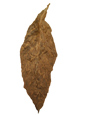 1ls long seconds cigar wrappers from the CT broadleaf tobacco plant
