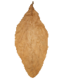 Buy Premium Connecticut Shade Leaf Tobacco Leaves at Leaf Only - Your Number One Source for Whole Leaf Shade Tobacco