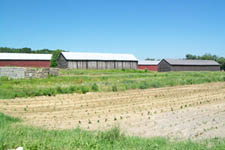 Tobacco Farm Pictures