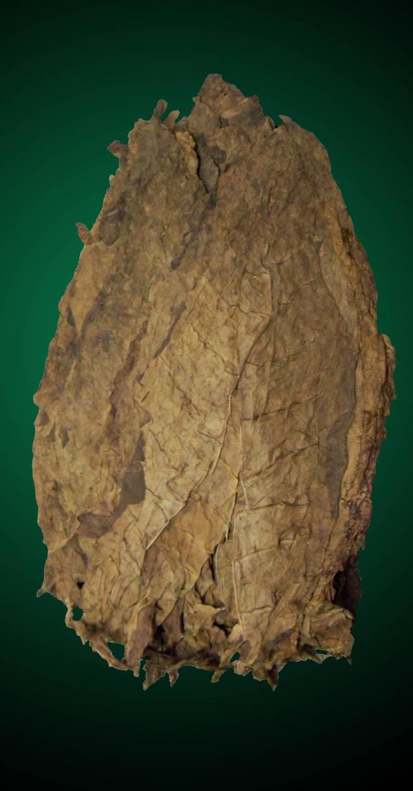 Aged Cigar - Long Filler Dominican Ligero Tobacco Leaf Aged Cigar - Long Filler Dominican Ligero Tobacco Leaf