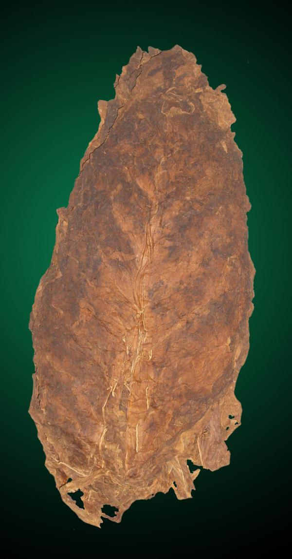 Nicaraguan Tobacco Leaf - Aged Nicarguan Ligero Long Filler Cigar Tobacco Leaf Nicaraguan Tobacco Leaf - Aged Nicarguan Ligero Long Filler Cigar Tobacco Leaf