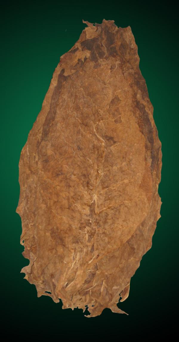 Nicaraguan Cigar Fillers - Aged Nicarguan Seco Long Filler Cigar Tobacco Leaf Nicaraguan Cigar Fillers - Aged Nicarguan Seco Long Filler Cigar Tobacco Leaf