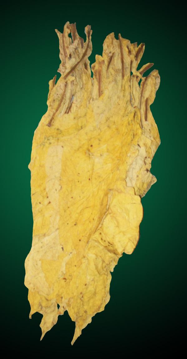 Canadian Uncut Virginia Flue Cured - Unprocessed Tobacco Leaf Canadian Uncut Virginia Flue Cured - Unprocessed Tobacco Leaf