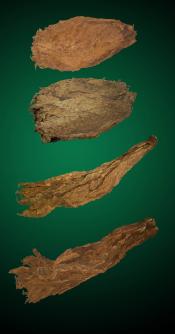 Medium Combo - Natural Tobacco Leaf Medium Combo - Raw Tobacco Leaves