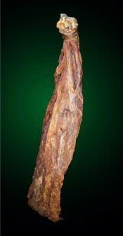 1LS Broadleaf Connecticut Tobacco Leaf 1LS Broadleaf Connecticut Tobacco Leaf