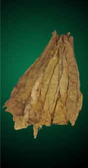 Semi-Oriental Tobacco Leaves, Oriental Tobacco Leaf, 456 Semioriental Tobacco Leaf