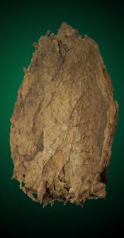 Aged Dominican Ligero Samples