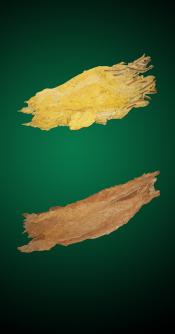 Canadian Special Combo - Raw Tobacco Leaves