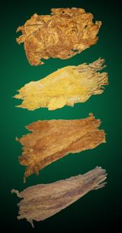 East of the Mississippi Combo - Raw Tobacco Leaves