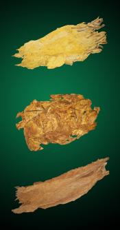North American Special Combo - Raw Tobacco Leaves