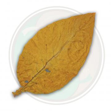 Organic Canadian Virginia Flue Cured Whole Tobacco Leaf 