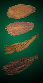 Bold Combo - Natural Tobacco Leaf Bold Combo - Raw Tobacco Leaves