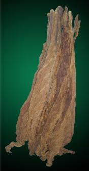 Light Fire Cured Tobacco Leaves, KY, TN, MD, Light Fire Cured
