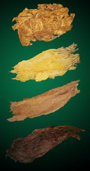 Robust Fire Cured Combo - Raw Tobacco Leaves