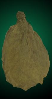 Indonesian Besuki Cigar Wrapper Tobacco Leaf Unmanufactured Tobacco Leaf - Indonesian Bezuki Wrapper for Cigars