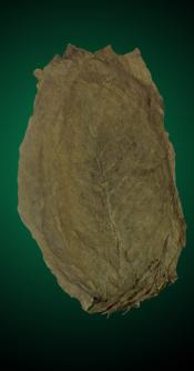 Indonesian Sumatra Cigar Filler Tobacco Leaf Unmanufactured Tobacco Leaf - Indonesian Sumatra Filler for Cigars