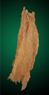 Aged Burley - Mild Tobacco Leaf for Cigarette and Pipe Tobacco Blends