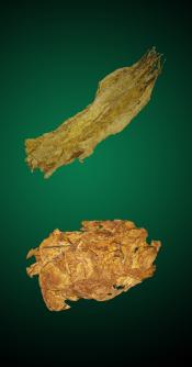 Brightleaf Sweet Combo - Raw Tobacco Leaves