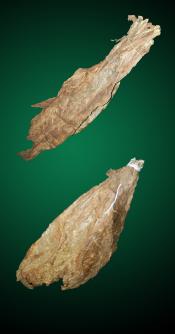 Havana Combo - Natural Tobacco Leaf Havana Combo - Raw Tobacco Leaves