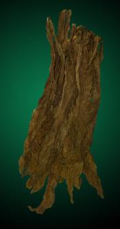 Aged CT 2008 Tobacco Leaves, CT Tobacco Leaf, CT Tobacco, Connecticut Wrappers