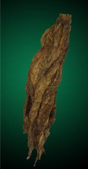CT Fronto Tobacco Leaves, CT Tobacco Leaf, CT Fronto, Fronto
