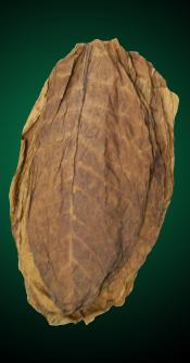 Dark Air Cured Fronto Leaves