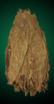 Aged Dominican Seco Cigar Filler