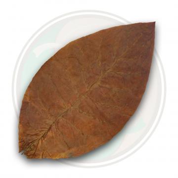Ecuadorian Habano Seco Cigar Wrapper Tobacco Leaf Only