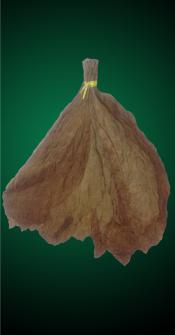 Unmanufactured Tobacco Leaf - Ecuador Shade Leaves for Cigars