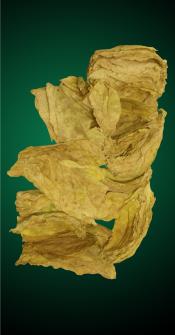 Oriental Tobacco Leaves for Cigarette Blending. Yedidge, Yenidge, Yenengy Oriental Leaf.