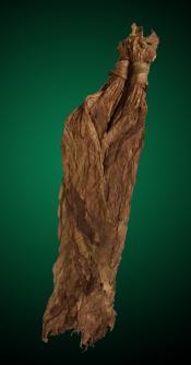 QB-52 Fronto Leaf Wrapper Sample