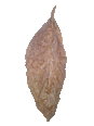 Buy Light Fire Cured Leaves (MD DFC) at Leaf Only - Your Number One Source for Raw Tobacco Leaf