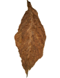 Whole leaf cigar wrapper, tobacco leaves for sale, medium tobacco leaf unfolded
