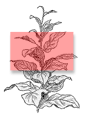 Location of Medium Tobacco Leaves on the CT Broadleaf Tobacco Plant