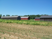Tobacco Curing Barns, Curing Tobacco, CT Tobacco Curing