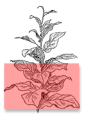 1LS Leaves Growing on a Tobacco Leaf Plant Location of 1LS Long Seconds Tobacco Leaves on the CT Broadleaf Tobacco Plant