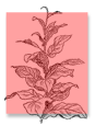 Havana Leaves Growing on a Tobacco Leaf Plant Location of Havana Long Seconds Cigar Binders Tobacco Leaves on the CT Havana Tobacco Plant