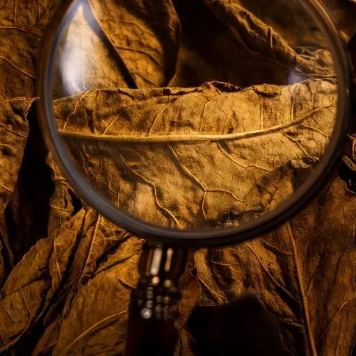 What's on My Leaf? Your Guide to Understanding Whole Leaf Tobacco
