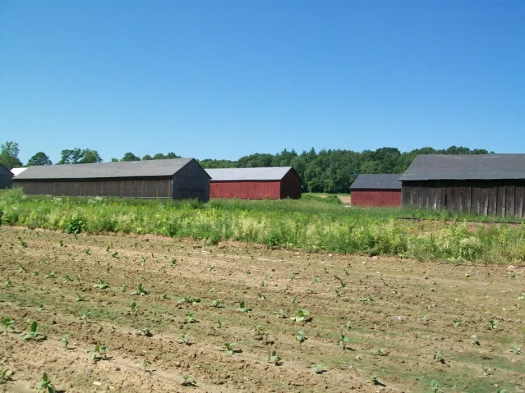Connecticut Tobacco Leaf Farms Connecticut Tobacco Leaf Farms
