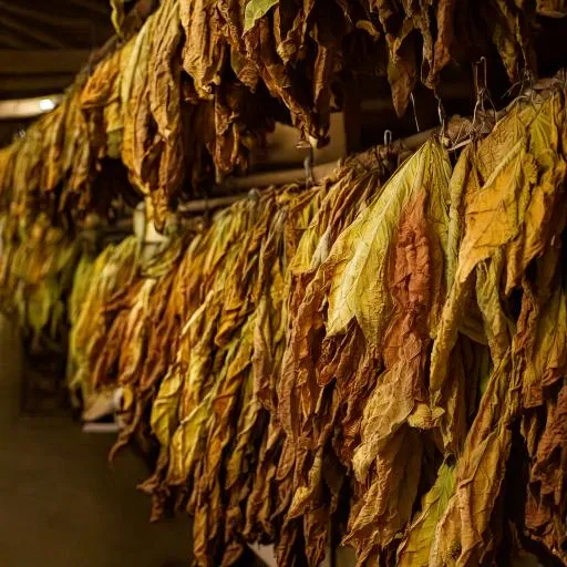 Harvesting, Curing, and Fermenting Whole Leaf Tobacco Harvesting, Curing, and Fermenting Whole Leaf Tobacco