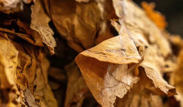 Organic Tobacco Leaf: What USDA Organic Means for Whole Leaf