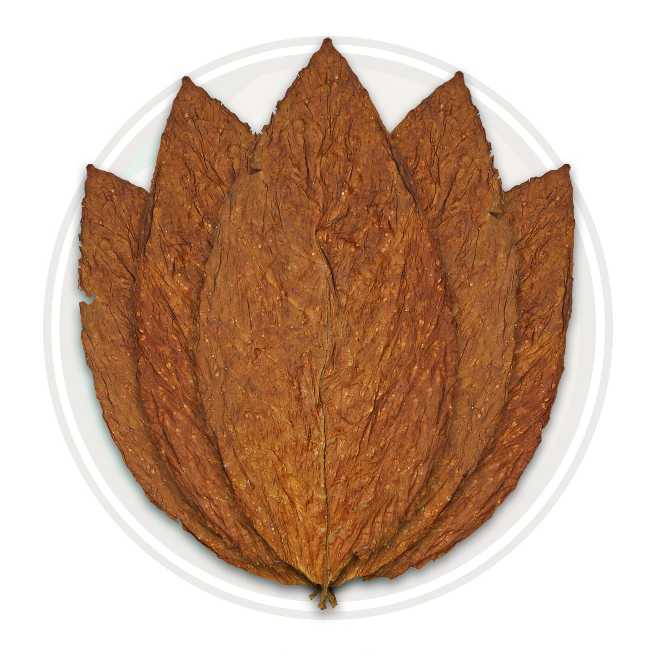 5 Pcs Tobacco Leaves Drying in Organic FREE SHIPPING 