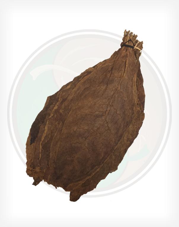 Dominican Binder Tobacco Leaf Cigar Binder Tobacco Grown in the
