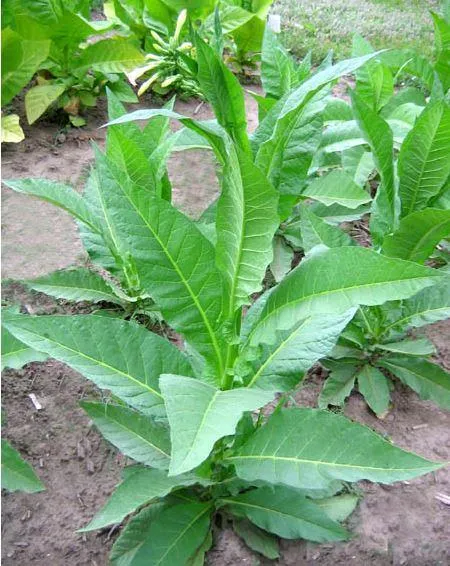 Leaf Only Item