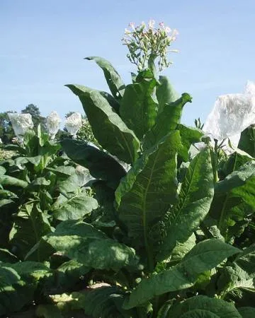 Tobacco Seeds - 1 Gram Virginia Gold